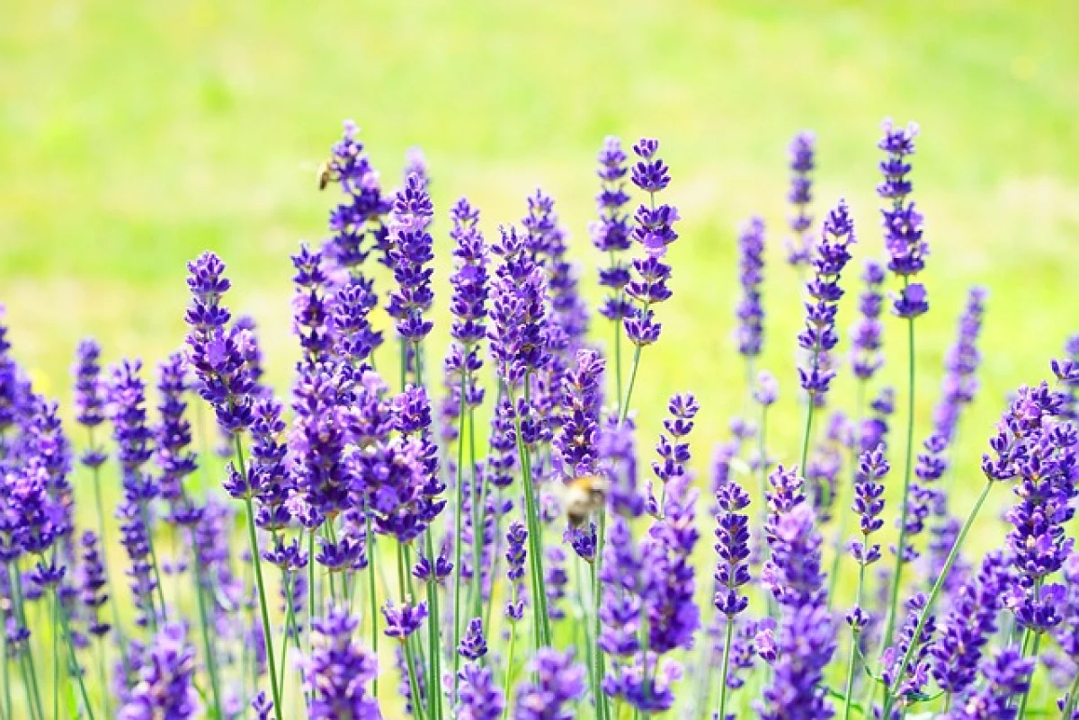 Transformez une Vieille Cagette en un Jardin Aromatique Sensationnel en Seulement 2 Heures